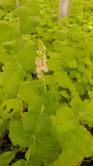 Mentha x piperita Elma Kokulu Nane fidesi