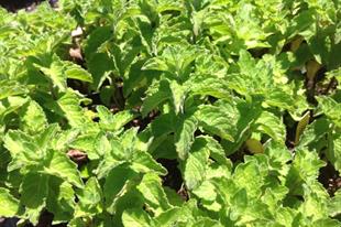 Mentha x Piperita Grapefruit Greyfurt Nane Fidesi