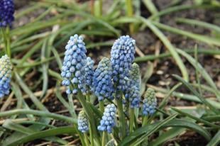 Muscari Manon Üzüm Sümbülü Dağ Sümbülü Soğanı