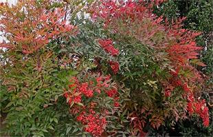 Nandina domestica Cennet Bambu fidanı
