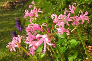 Nerine bowdenii Narin Çiçeği fidesi - Isabel