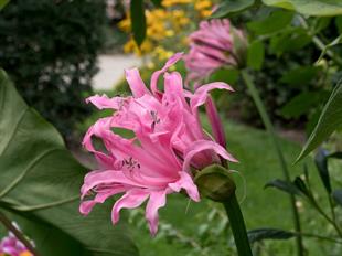 Nerine bowdenii Narin Çiçeği fidesi - Rose