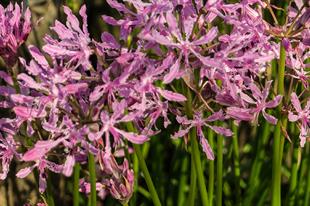 Nerine bowdenii Narin Çiçeği fidesi - Undulata