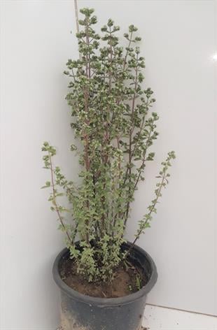 Origanum microphyllum Minik yapraklı Mercanköşk fidesi