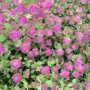 Origanum rotundifolium Kent Beauty Yuvarlak Yapraklı Mercanköşk fidesi