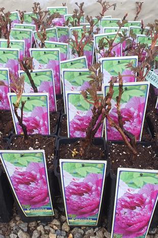 Paeonia suffruticosa Purple Ağaç Şakayık fidanı