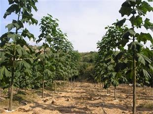 Paulownia tomentosa Kral ağacı Pawlonya Pavlonya fidanı