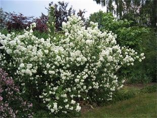 Philadelphus coronarius Filbahar Filbahri fidanı