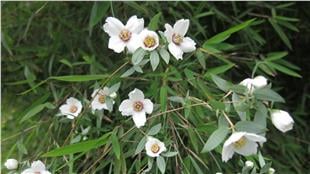 Philadelphus maculatus Mexican Jewel Filbahri fidanı
