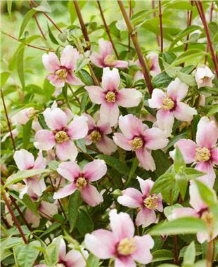 Philadelphus Petite Perfume Pink filbahri fidanı