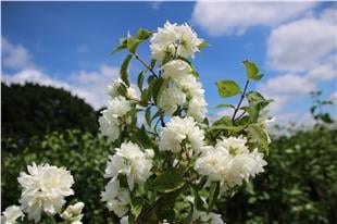 Philadelphus Schneesturm filbahri fidanı