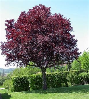 Prunus cerasifera pissardii Süs Eriği fidanı