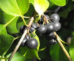 Rhamnus cathartica Adi cehri fidanı