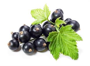 Ribes nigrum Siyah Frenk Üzümü fidanı