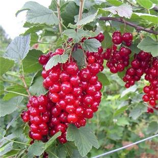 Ribes rubrum Kırmızı Frenk Üzümü fidanı