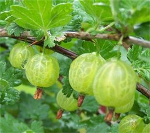Ribes uva-crispa hinnonmaki Yeşil bektaşi üzümü fidanı