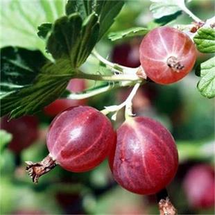 Ribes uva crispa Kırmızı bektaşi üzümü fidanı