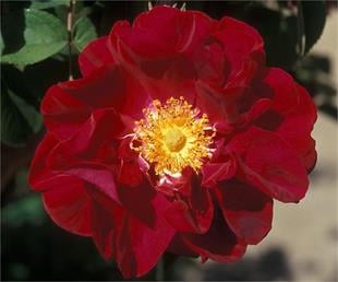 Rosa Kırmızı Fransız Gülü fidanı