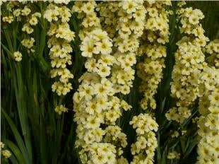 Sisyrinchium striatum Soluk sarı gözlü çim fidesi