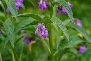 Symphytum officinale Karakafes otu fidesi