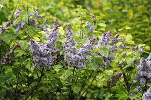 Syringa microphylla Aucubaefolia Leylak fidanı