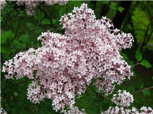 Syringa vulgaris Josee Leylak fidanı