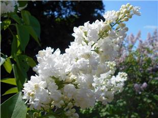 Syringa vulgaris Miss Ellen Willmott Leylak fidanı