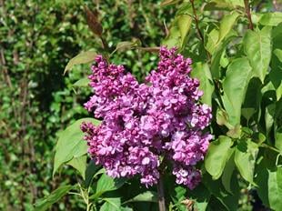 Syringa vulgaris Prince Wolkonsky Leylak Fidanı