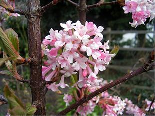 Viburnum bodnantense Dawn Kokulu Japon Kartopu fidanı
