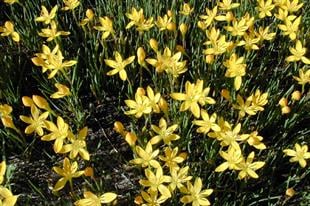 Zephyranthes citrina Sarı Zıpçıktı Soğanı