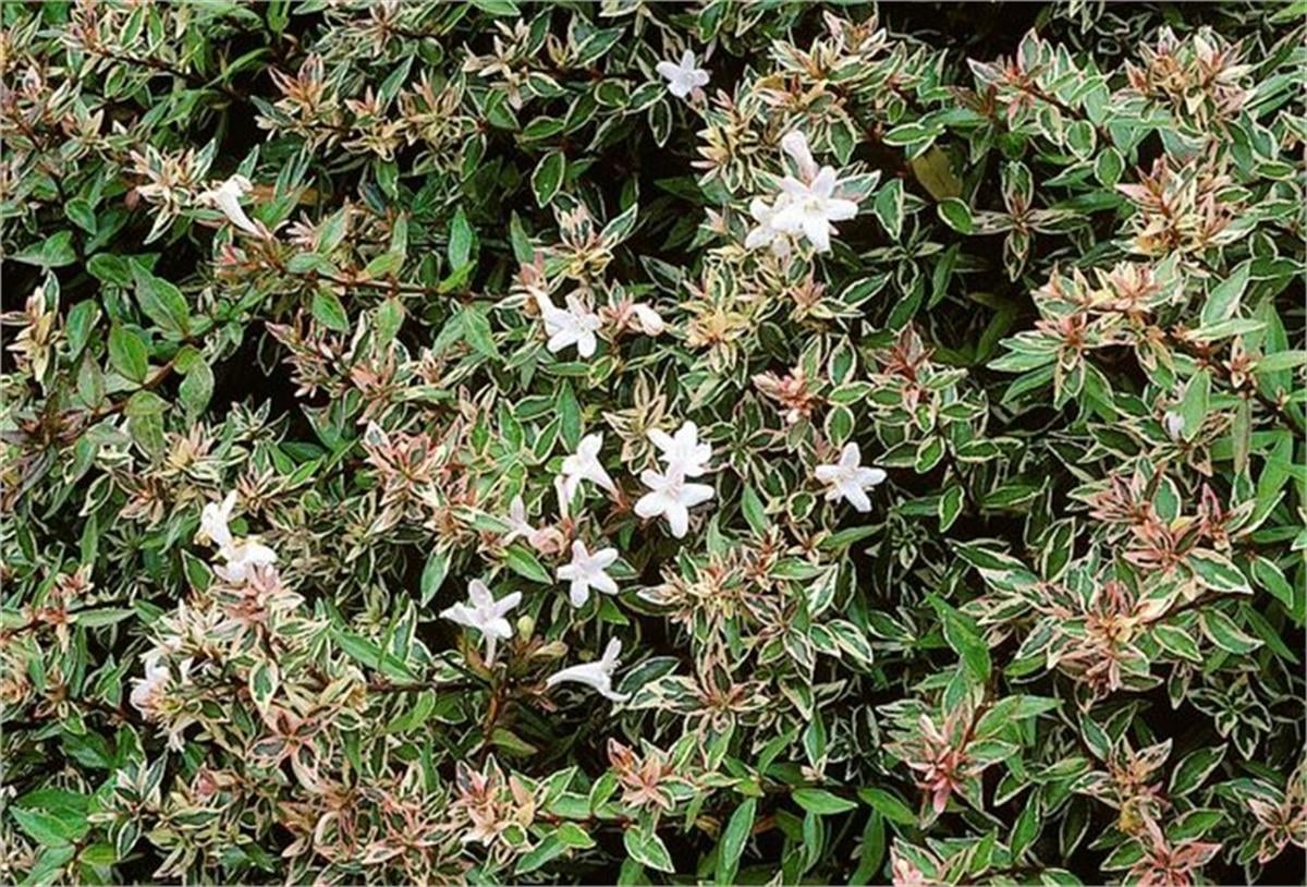 Abelia Confetti conti Beyaz Alacalı Abelya Güzellik Çalısı fidanı