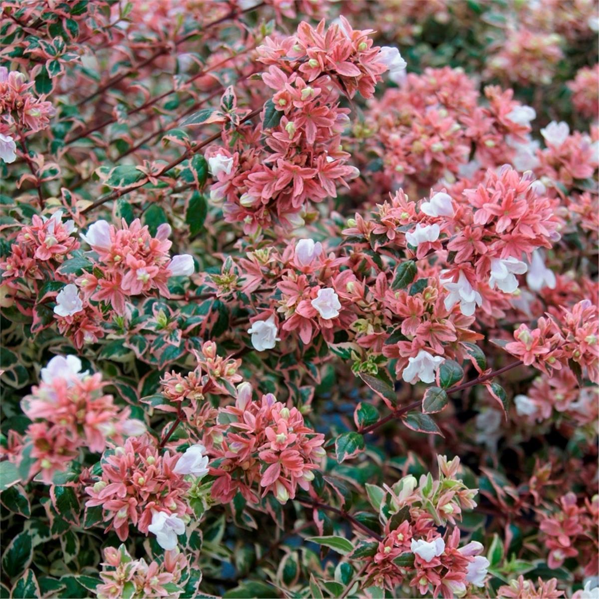 Abelia grandiflora Magic Daydream Pembe alacalı abelya fidanı