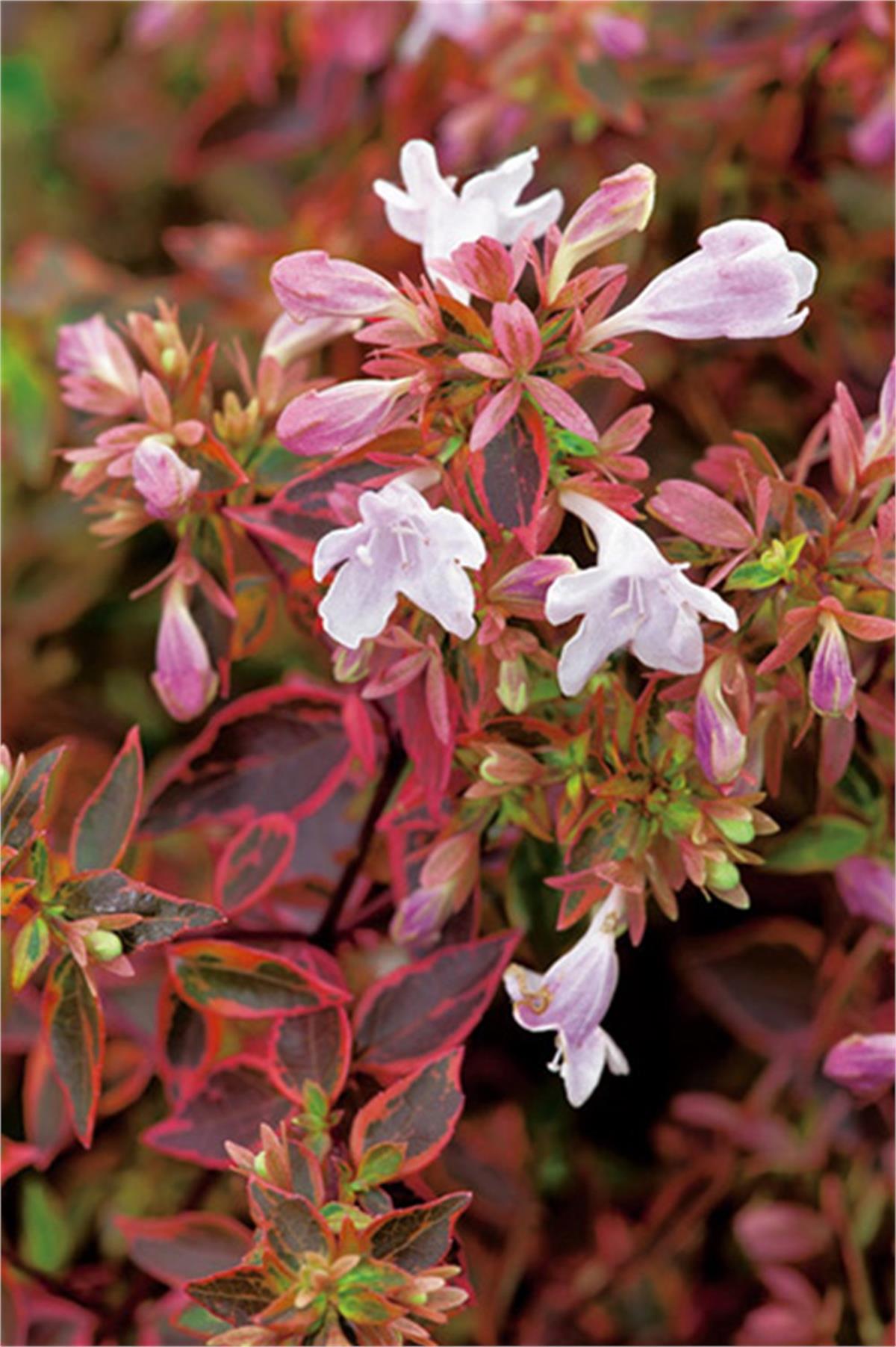 Abelia grandiflora Sunshine daydream Güzellik Çalısı fidanı