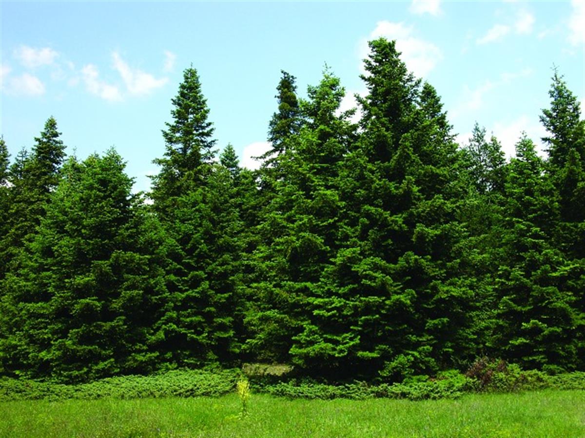 Abies cilicica Toros Göknar fidanı