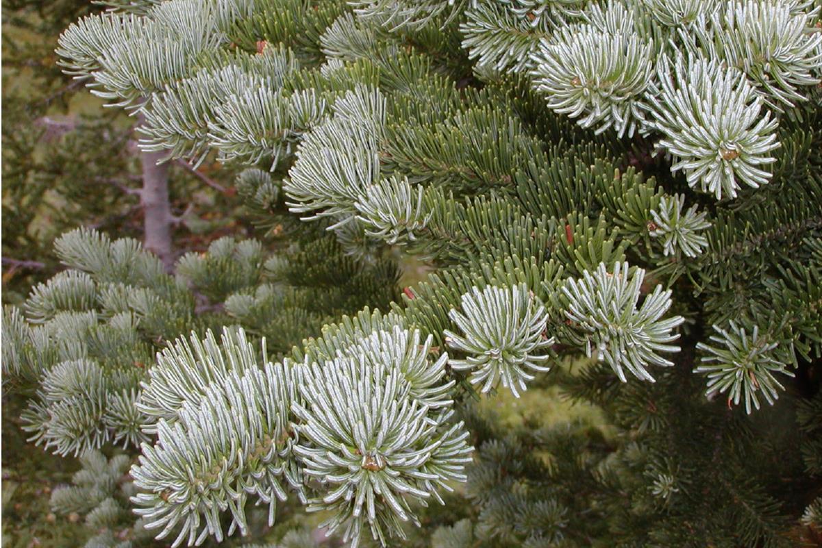 Abies lasiocarpa Mantar Kabuklu Mavi Göknar fidanı - 20-40 cm