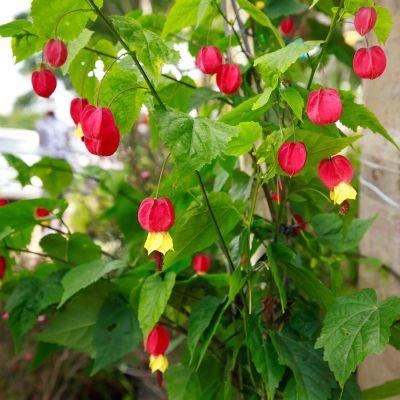 Abutilon megapotanicum Big Bell Ağaç Küpelisi Fidanı