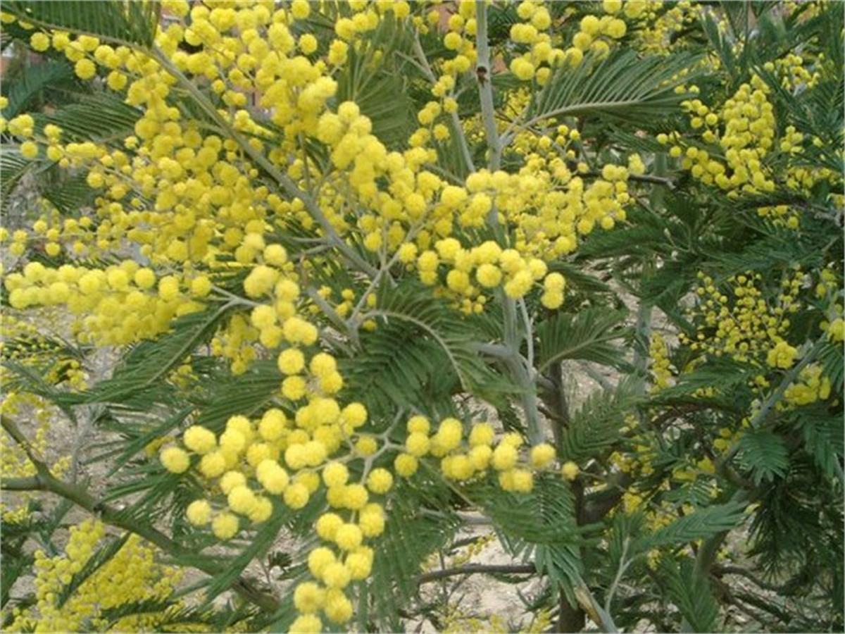 Acacia dealbata Ada Mimoza fidanı