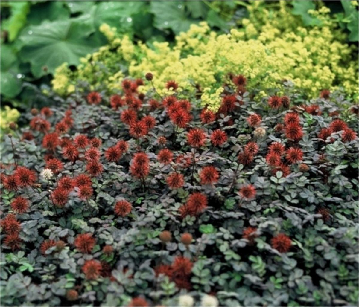 Acaena microphylla Kupferteppich Kırmızı Yeni Zelanda Koyun çapak fidesi
