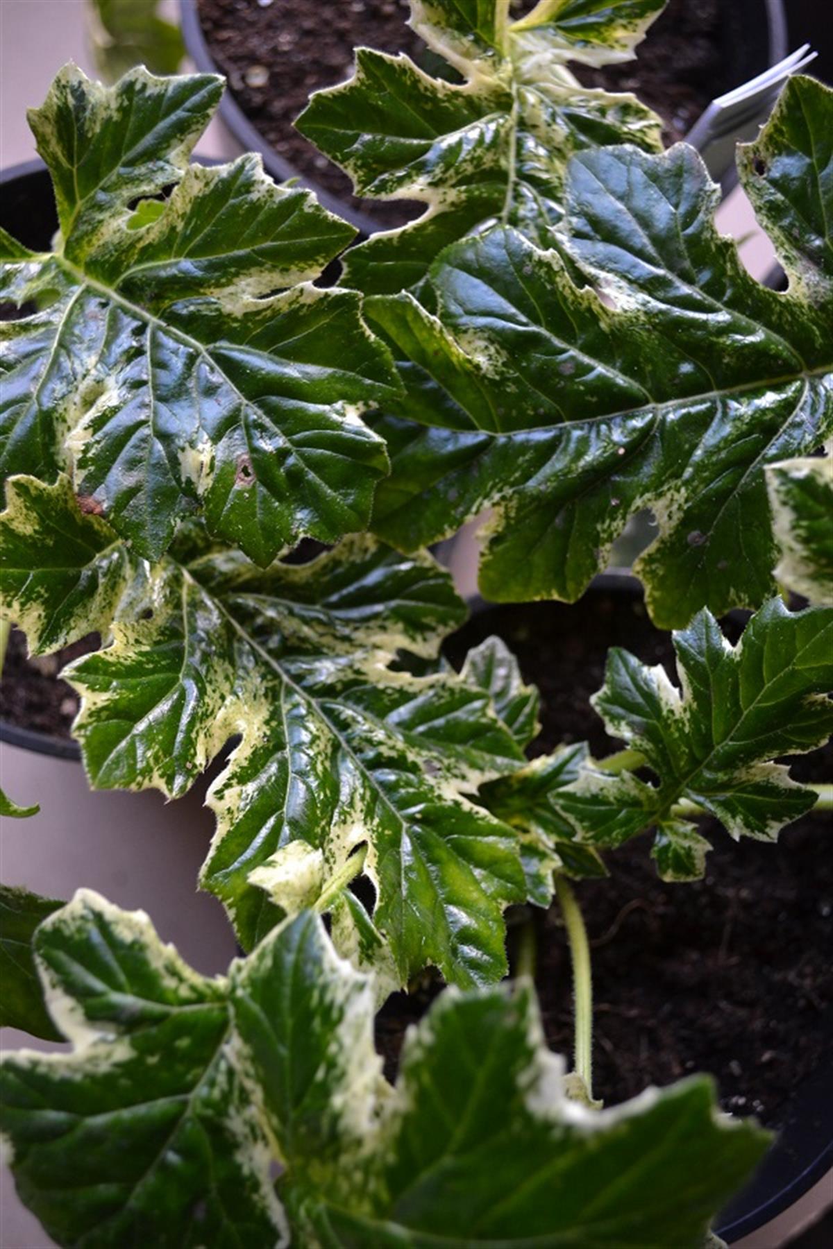 Acanthus alacalı ayı pençesi mollis Tasmanian Angel