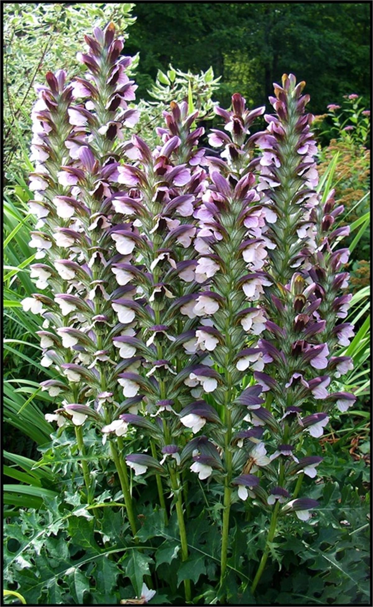 Acanthus hungaricus Pembe ayı pençesi fidesi
