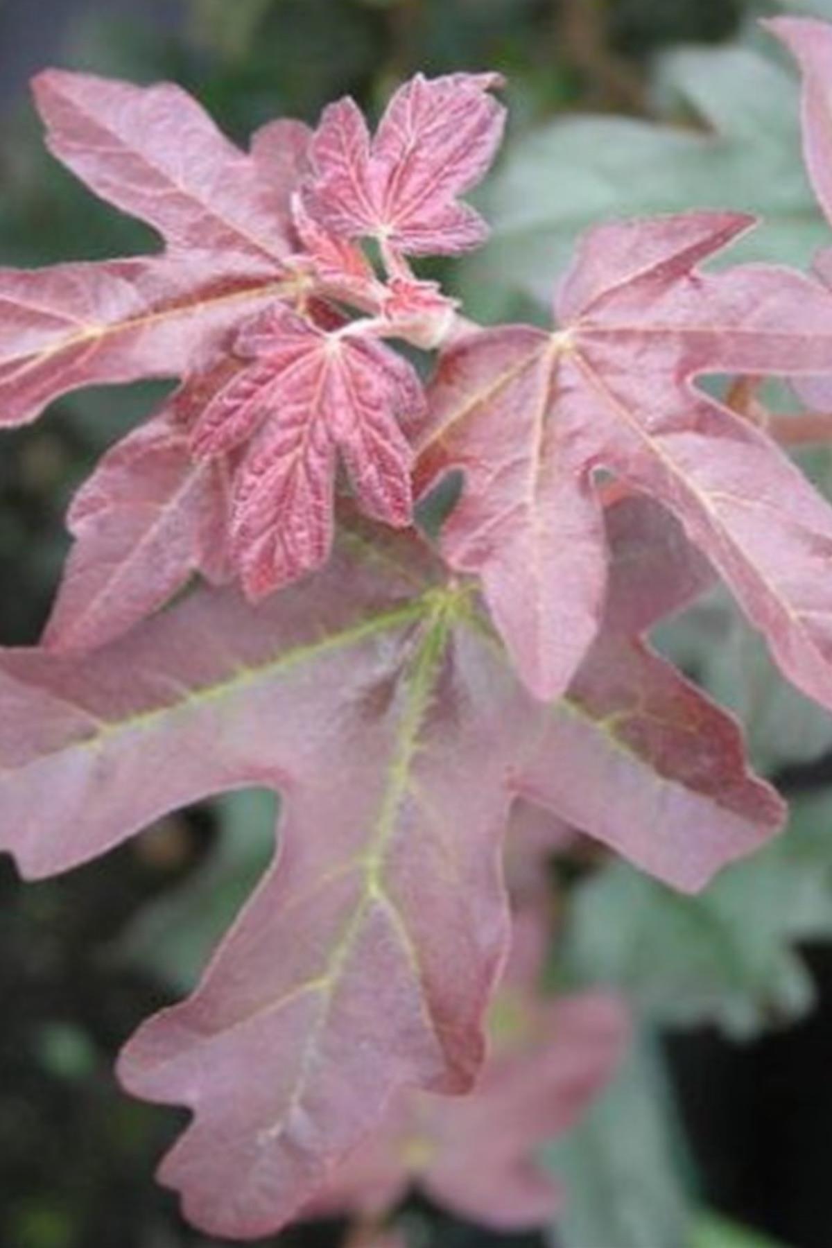 Acer campestre Red shine akçaağaç fidanı