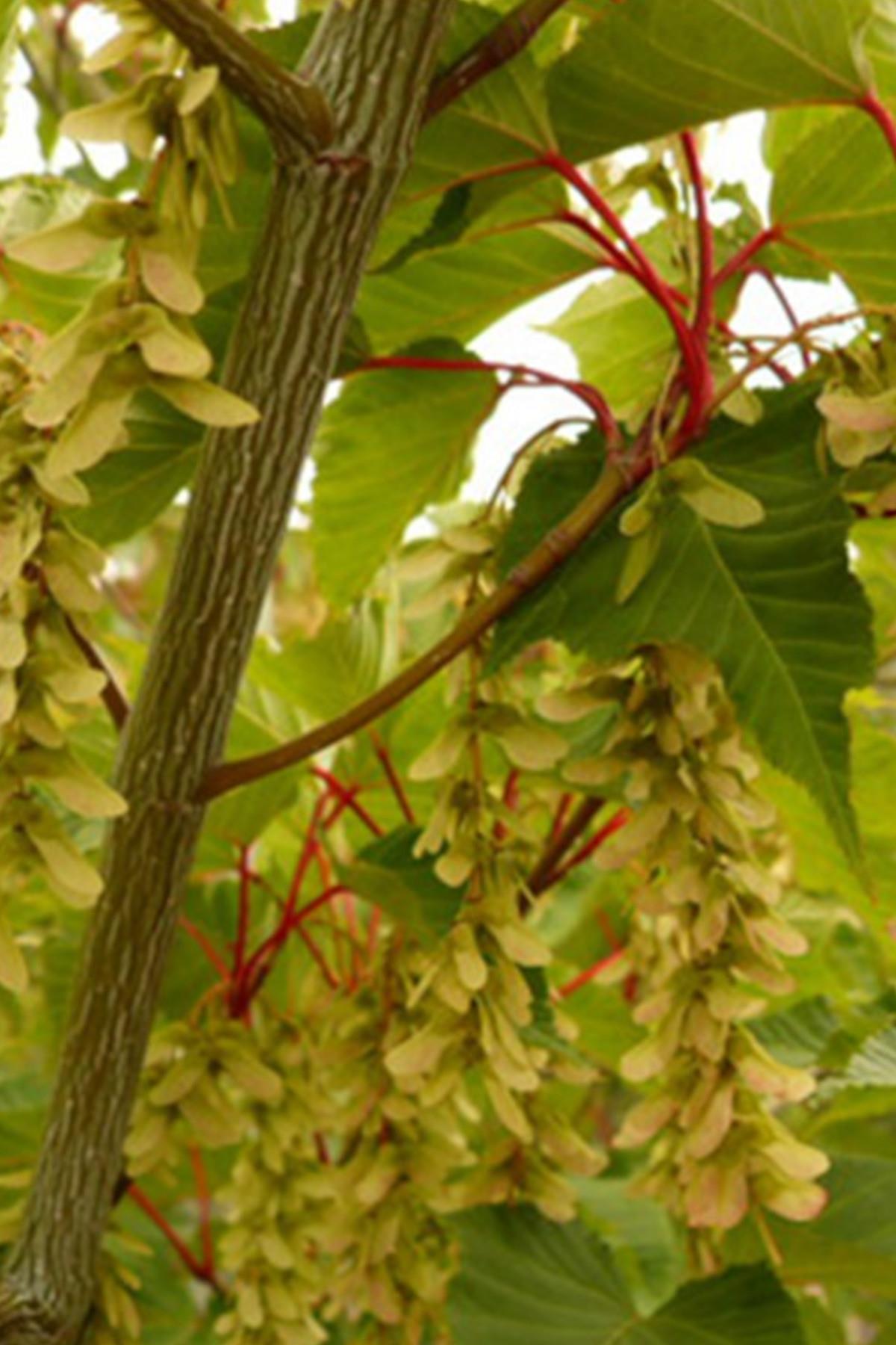 Acer capillipes Kırmızı Yılan kabuğu akçaağaç fidanı