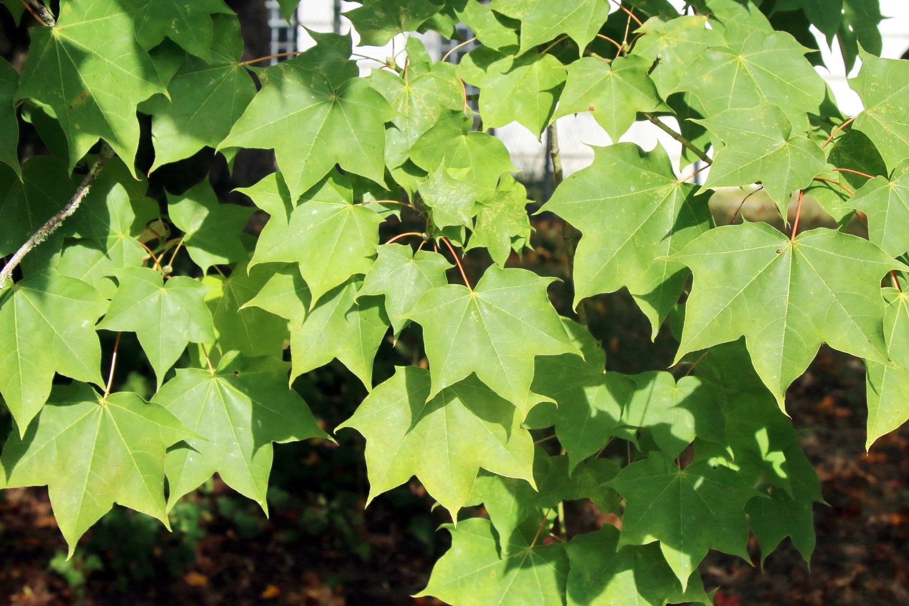 Acer cappadocicum fidanı Beş parmak akçaağacı fidanı