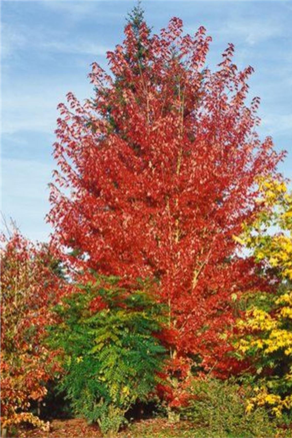 Acer cappadocicum Rubrum Kızıl Kapadokya Akçaağaç fidanı