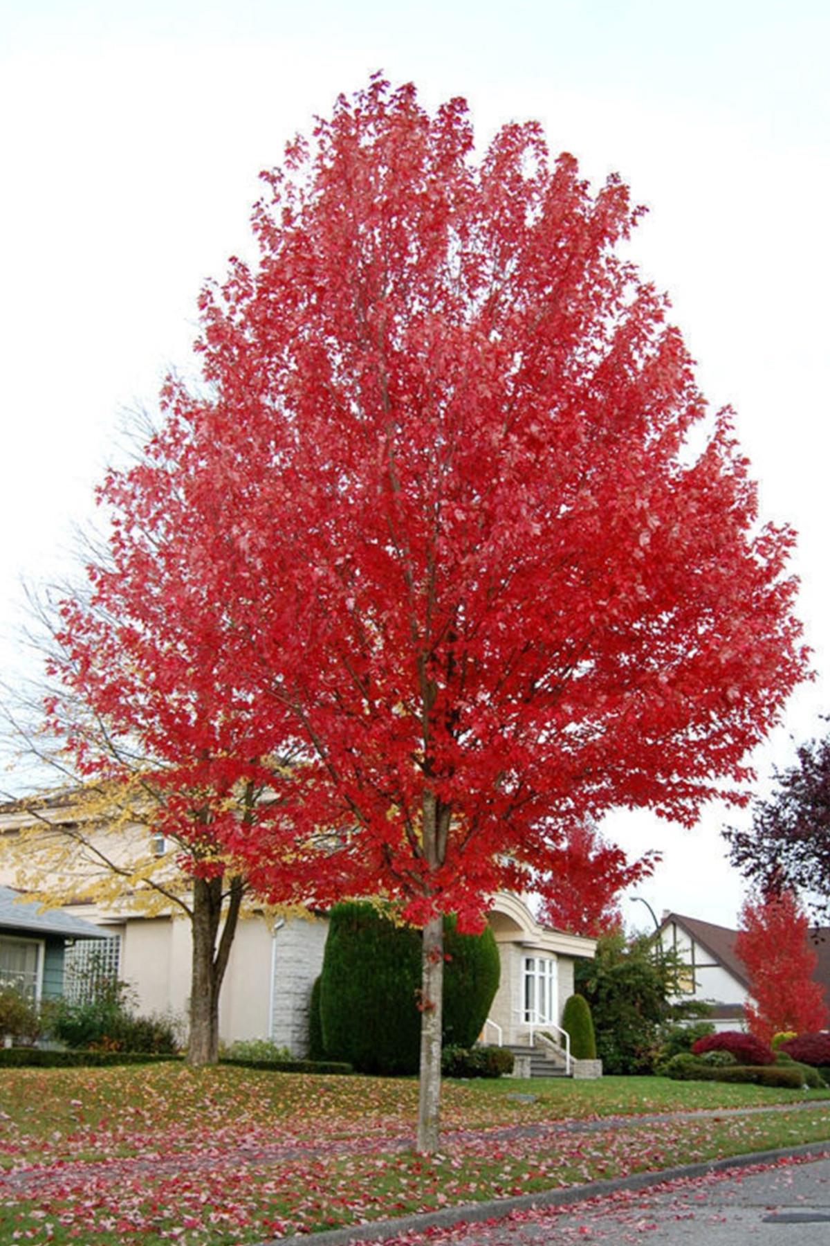 Acer freemanii Autumn blaze jeffersred Akçaağaç fidanı