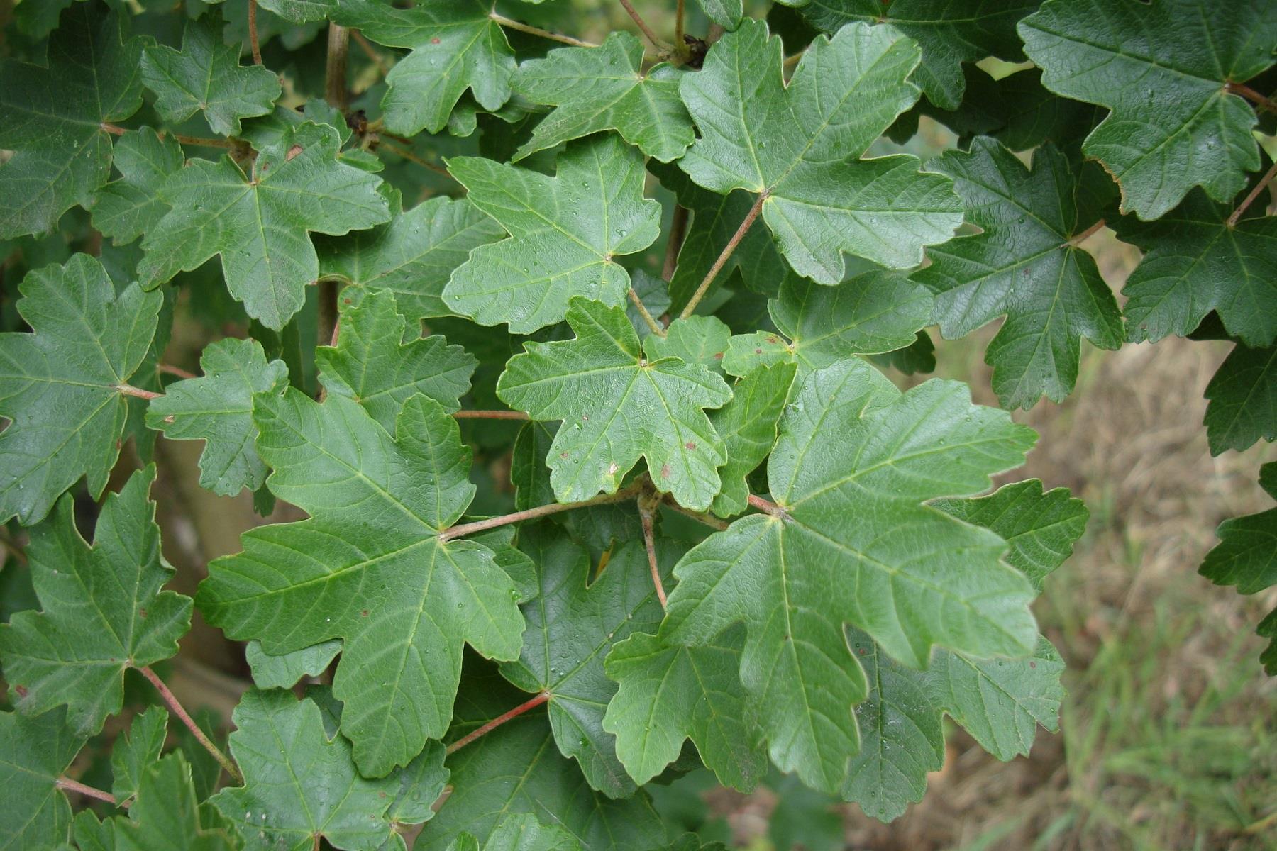 Acer opalus İtalyan akçaağaç fidanı