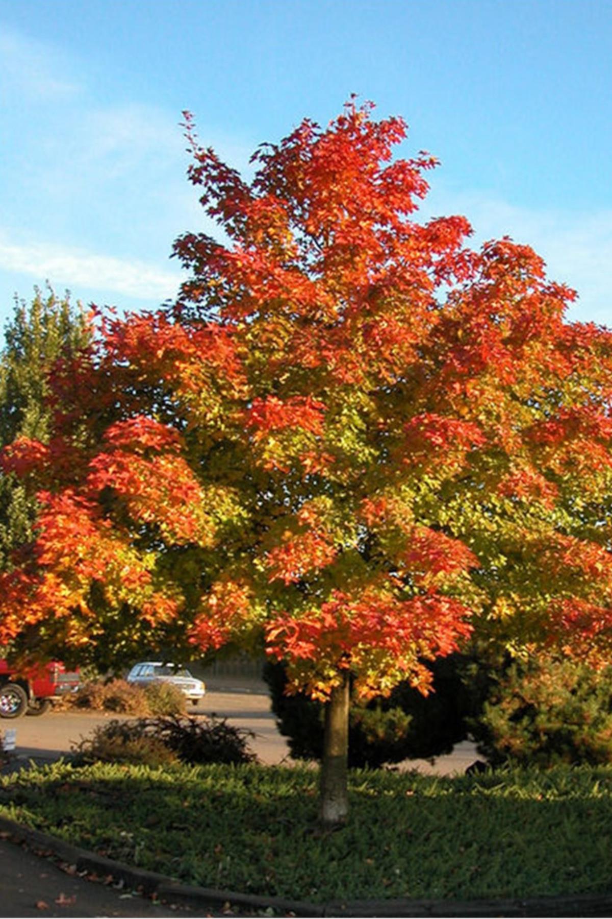 Acer Pacific sunset warren red akçaağaç fidanı