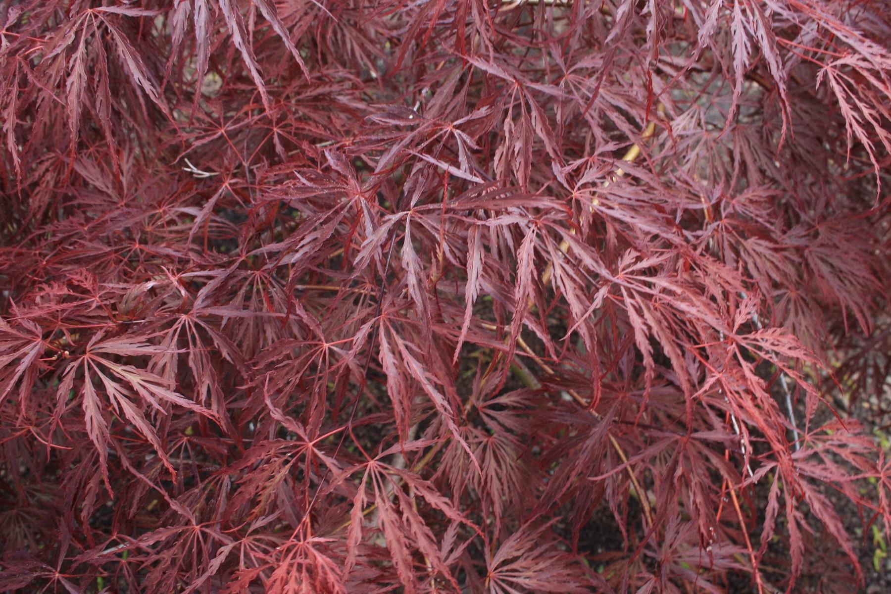 Acer palm. Dissectum Crimson Queen Sarkık Kırmızı Akçaağaç fidanı