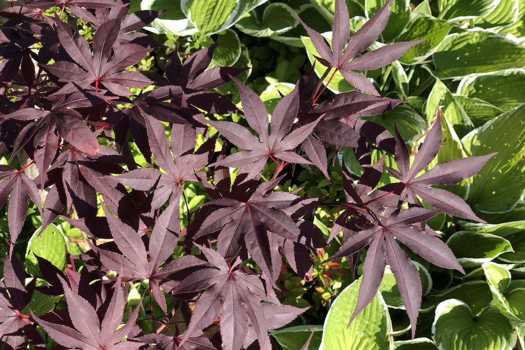 Acer palmatum Atropurpureum Kırmızı Japon Akçaağaç fidanı