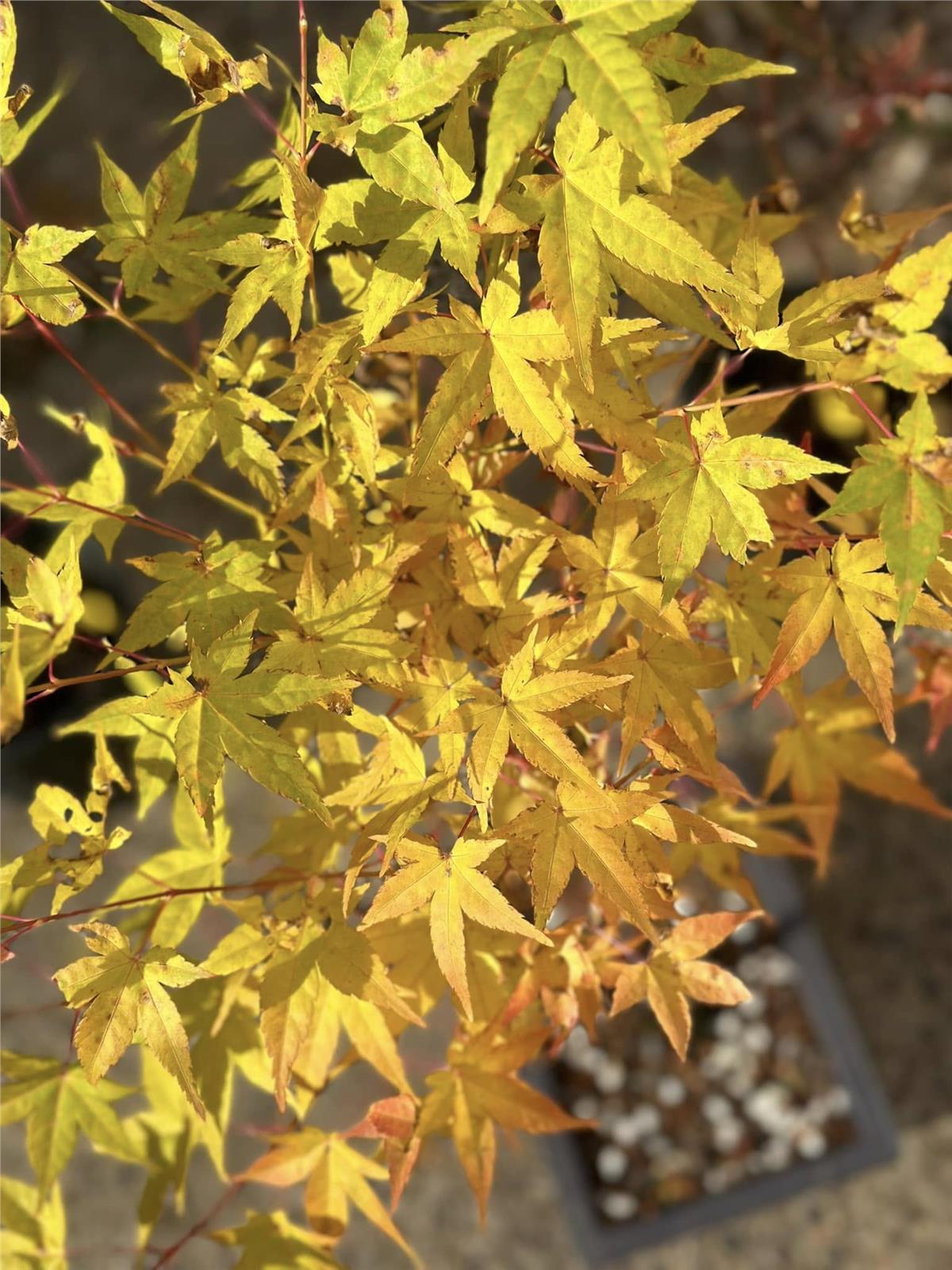 Acer palmatum Bihow Japon Akçaağaç fidanı